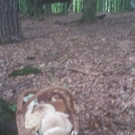 Balajceva Domacija -